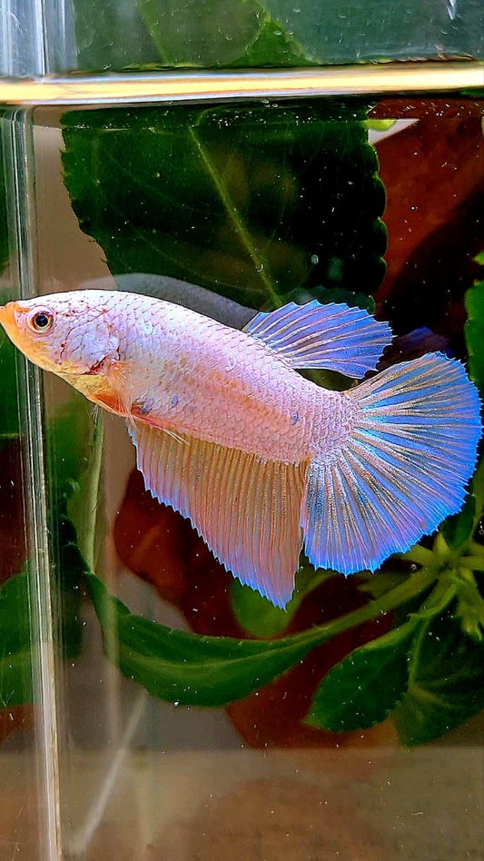 XL FEMALE HALFMOON FLAMINGGO BETTA FISH
