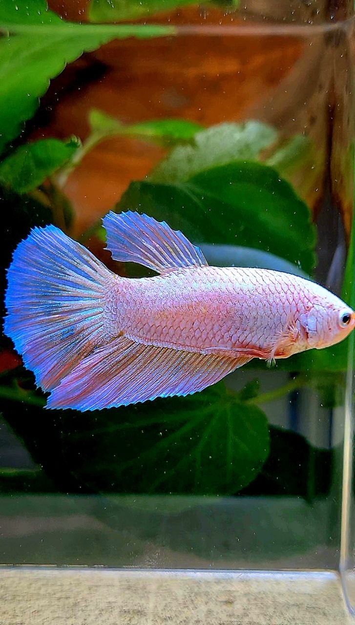 XL FEMALE HALFMOON FLAMINGGO BETTA FISH