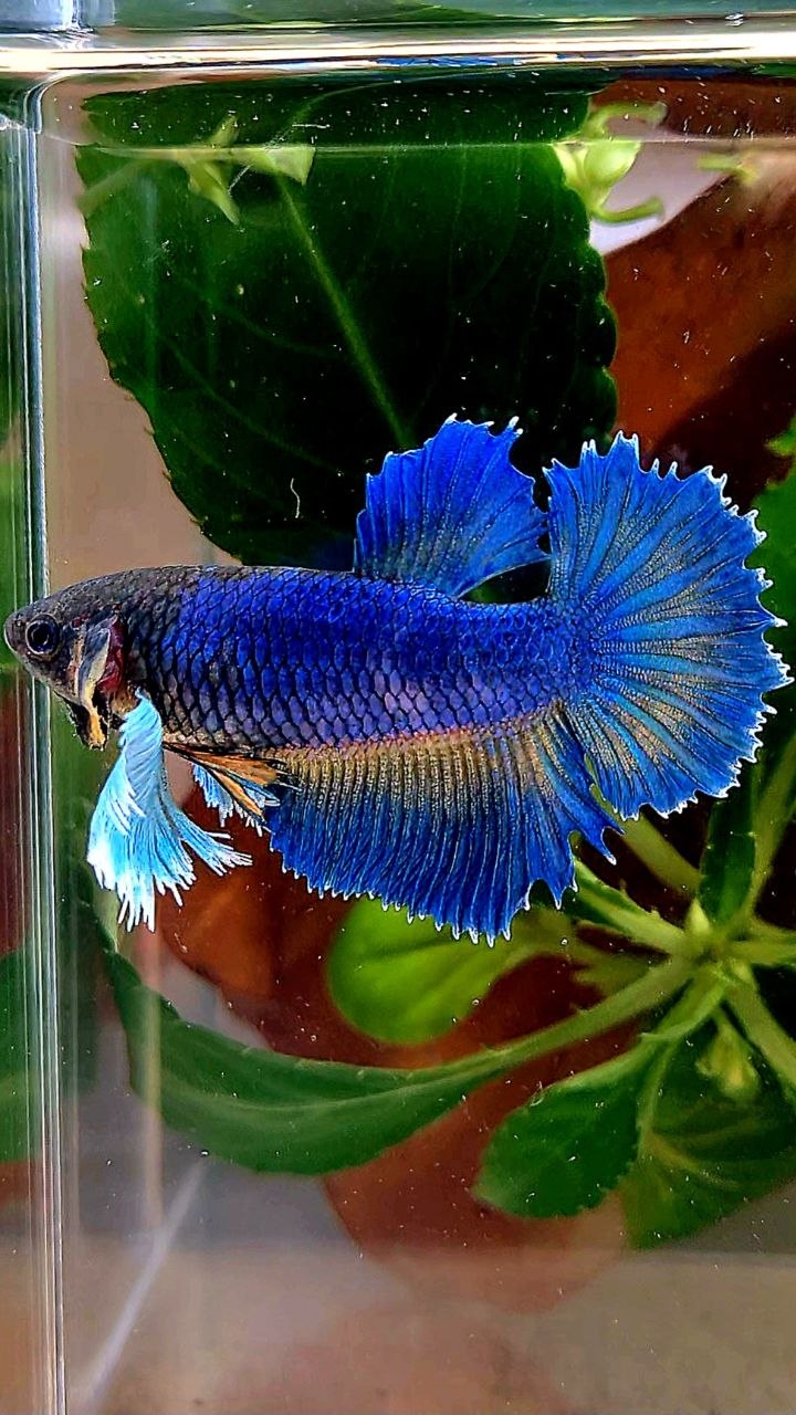 XL FEMALE HALFMOON DUMBO EAR ROSETAIL BLUE YELLOW BETTA FISH