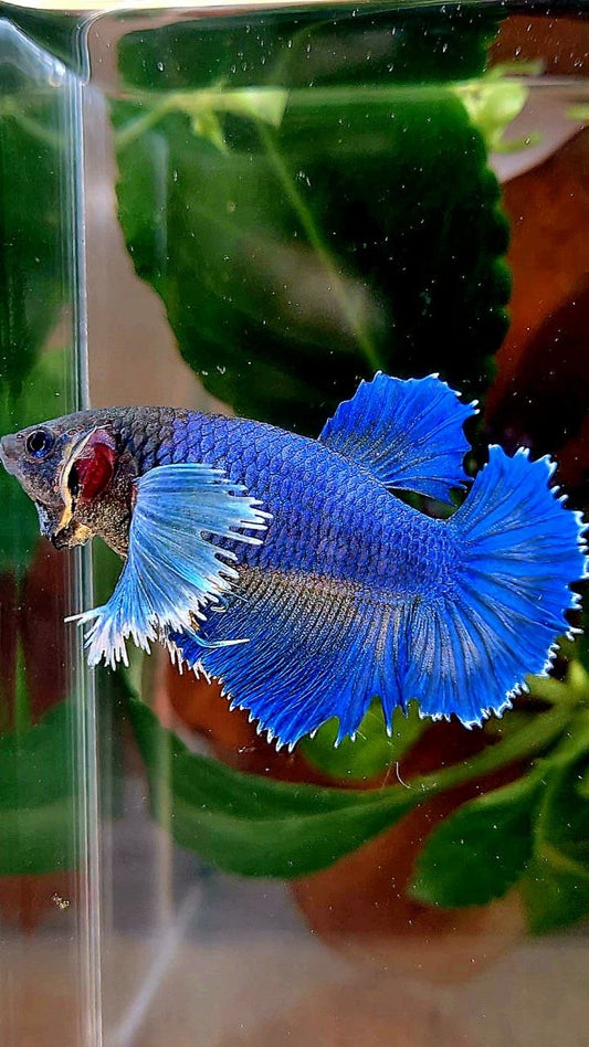 XL FEMALE HALFMOON DUMBO EAR ROSETAIL BLUE YELLOW BETTA FISH