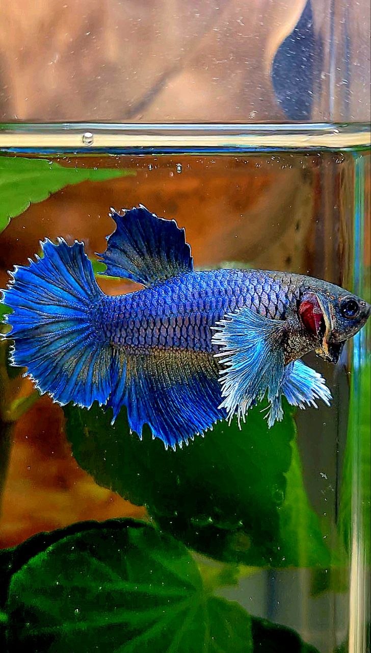 XL FEMALE HALFMOON DUMBO EAR ROSETAIL BLUE YELLOW BETTA FISH