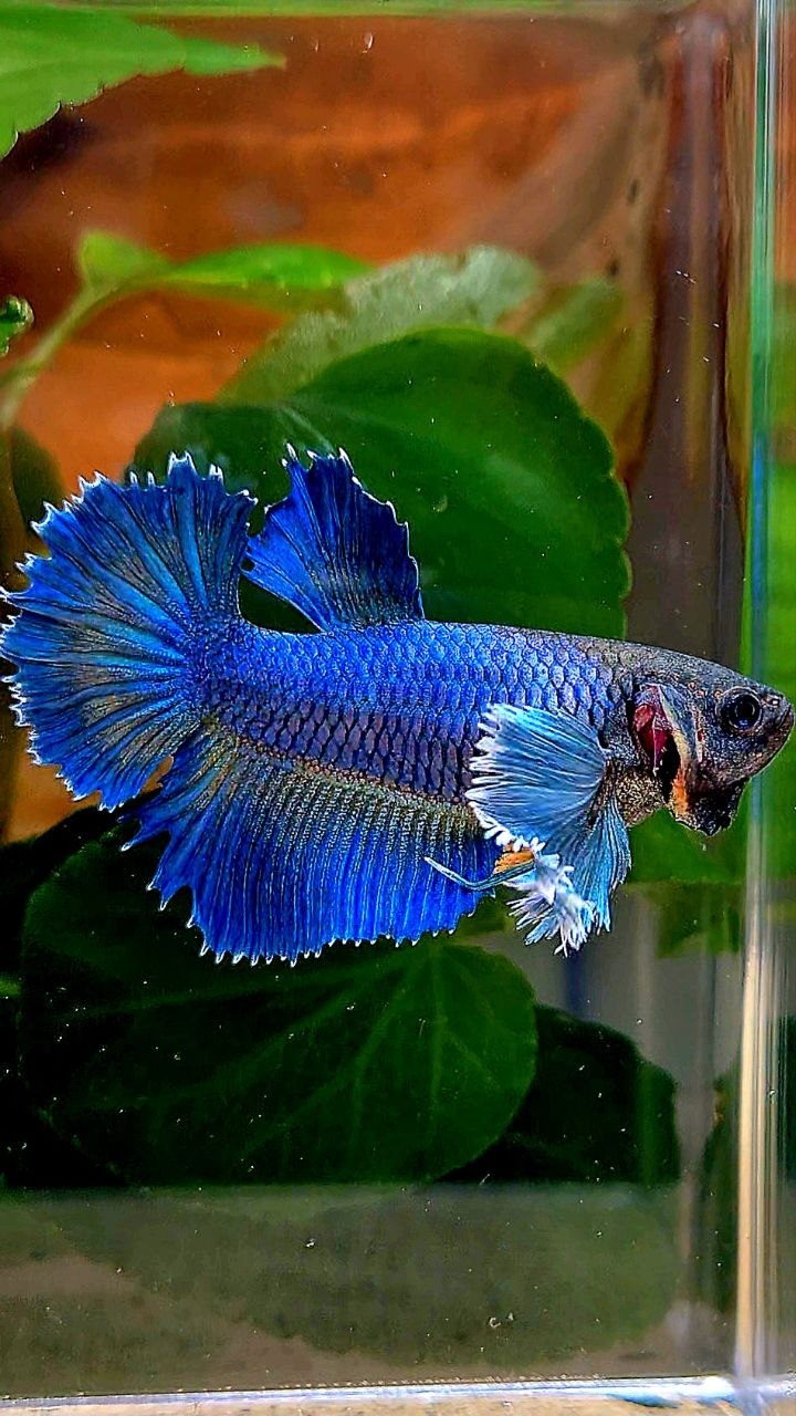 XL FEMALE HALFMOON DUMBO EAR ROSETAIL BLUE YELLOW BETTA FISH