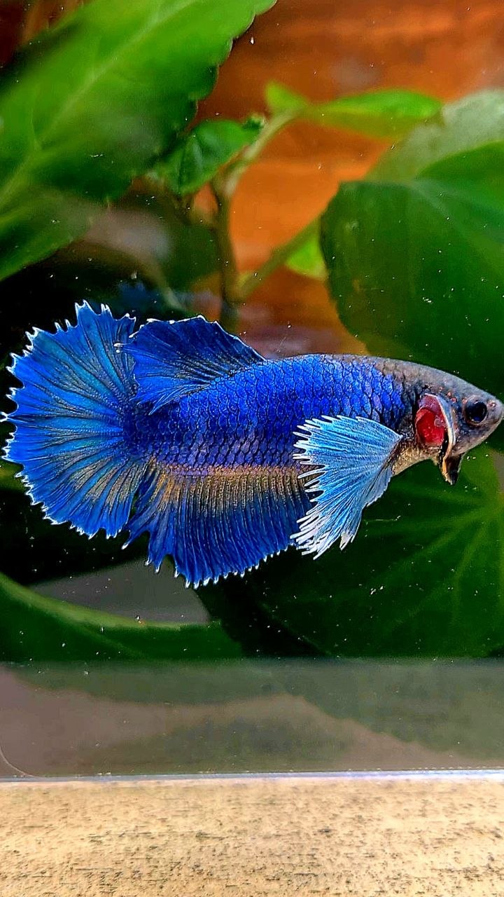 XL FEMALE HALFMOON DUMBO EAR ROSETAIL BLUE YELLOW BETTA FISH