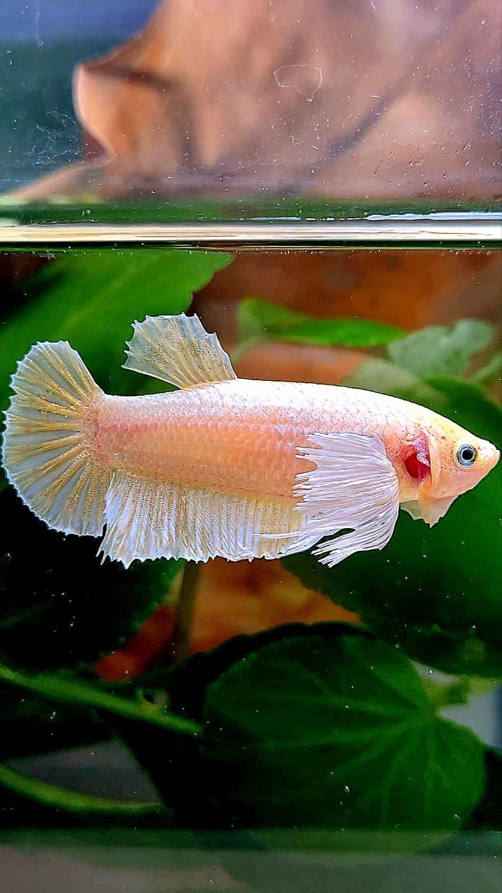 FEMALE PLAKAT DUMBO EAR WHITE SOFTGOLD BETTA FISH