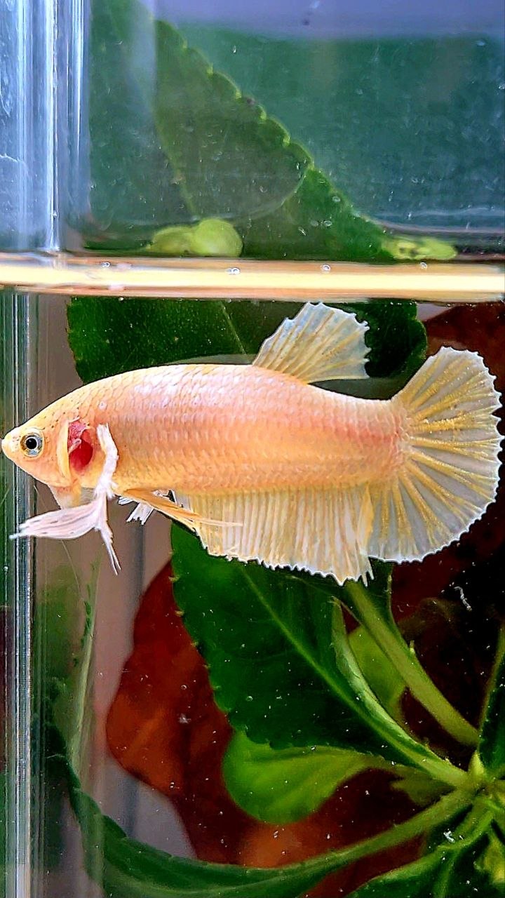 FEMALE PLAKAT DUMBO EAR WHITE SOFTGOLD BETTA FISH
