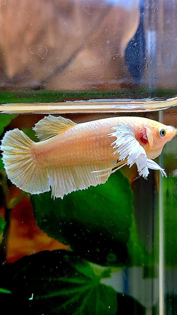 FEMALE PLAKAT DUMBO EAR WHITE SOFTGOLD BETTA FISH