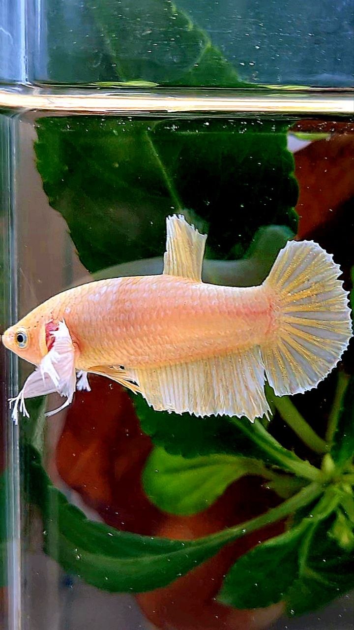 FEMALE PLAKAT DUMBO EAR WHITE SOFTGOLD BETTA FISH