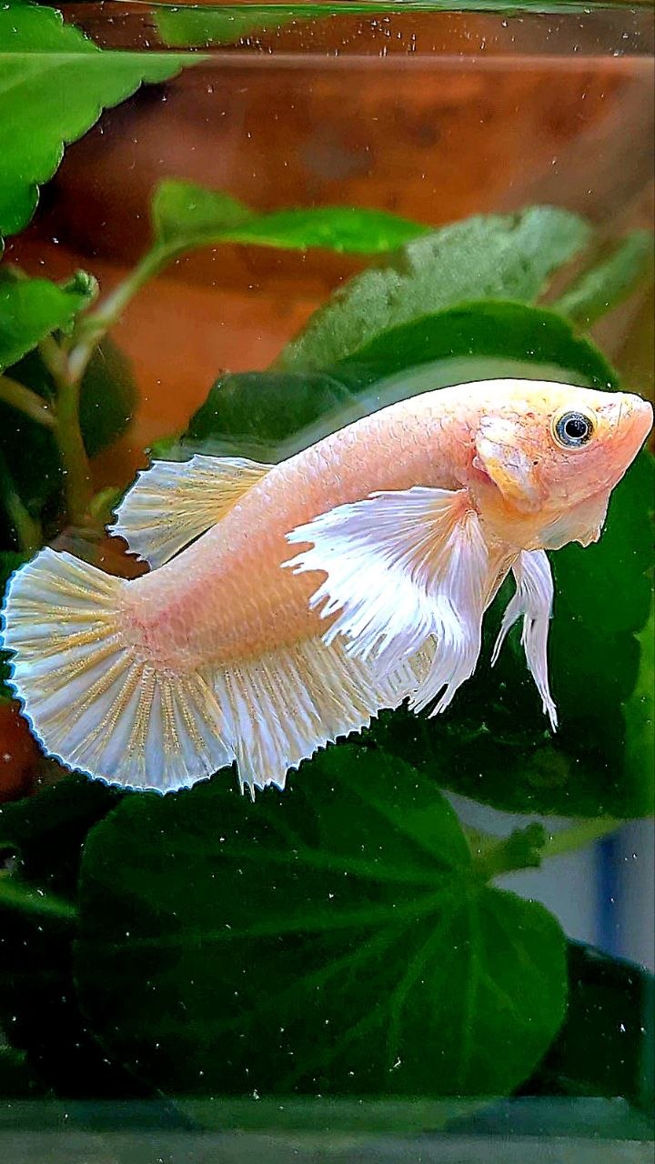 FEMALE PLAKAT DUMBO EAR WHITE SOFTGOLD BETTA FISH