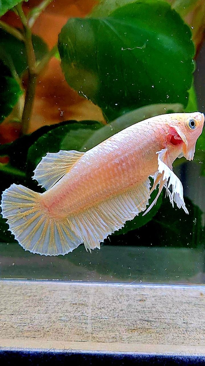 FEMALE PLAKAT DUMBO EAR WHITE SOFTGOLD BETTA FISH