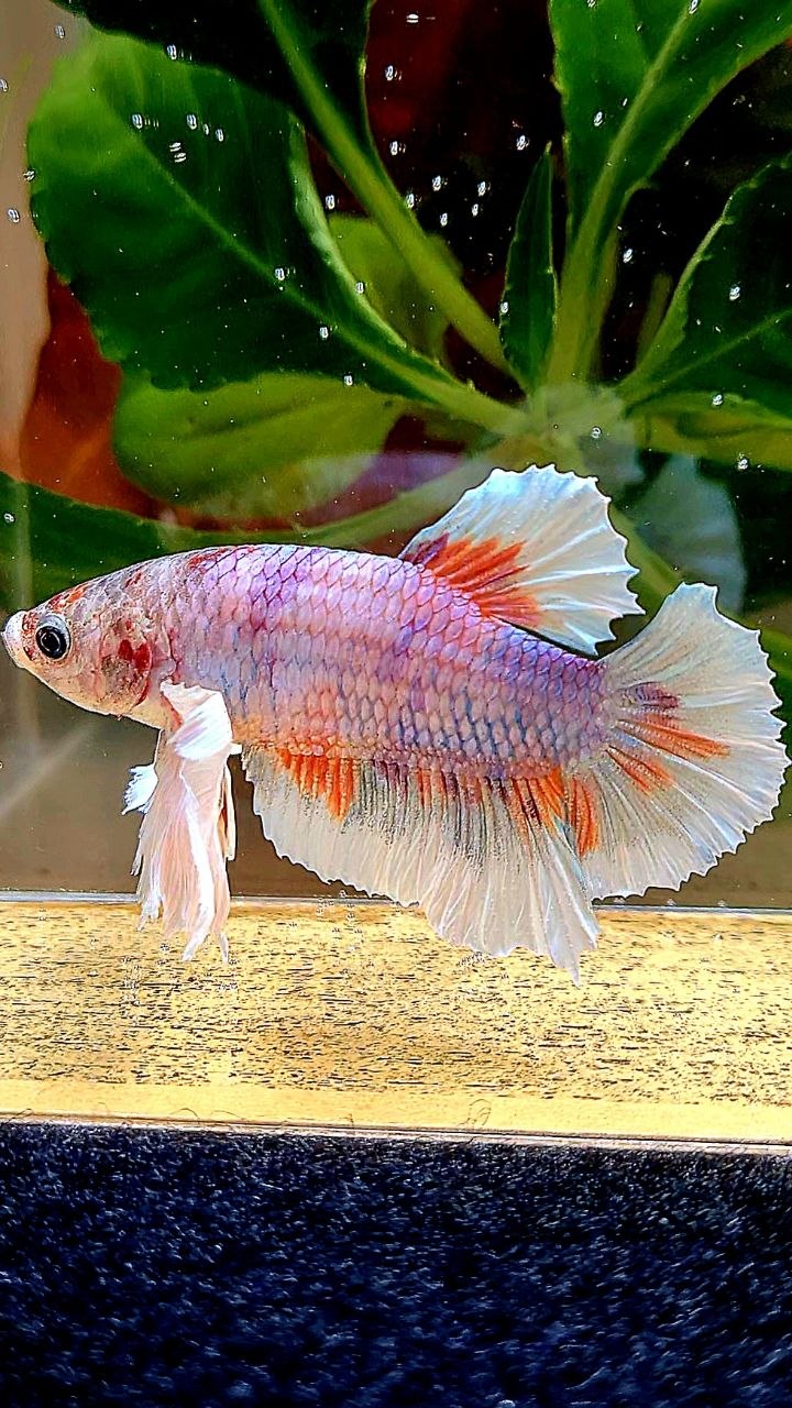 XL PLAKAT DUMBO EAR MULTICOLOR BETTA FISH