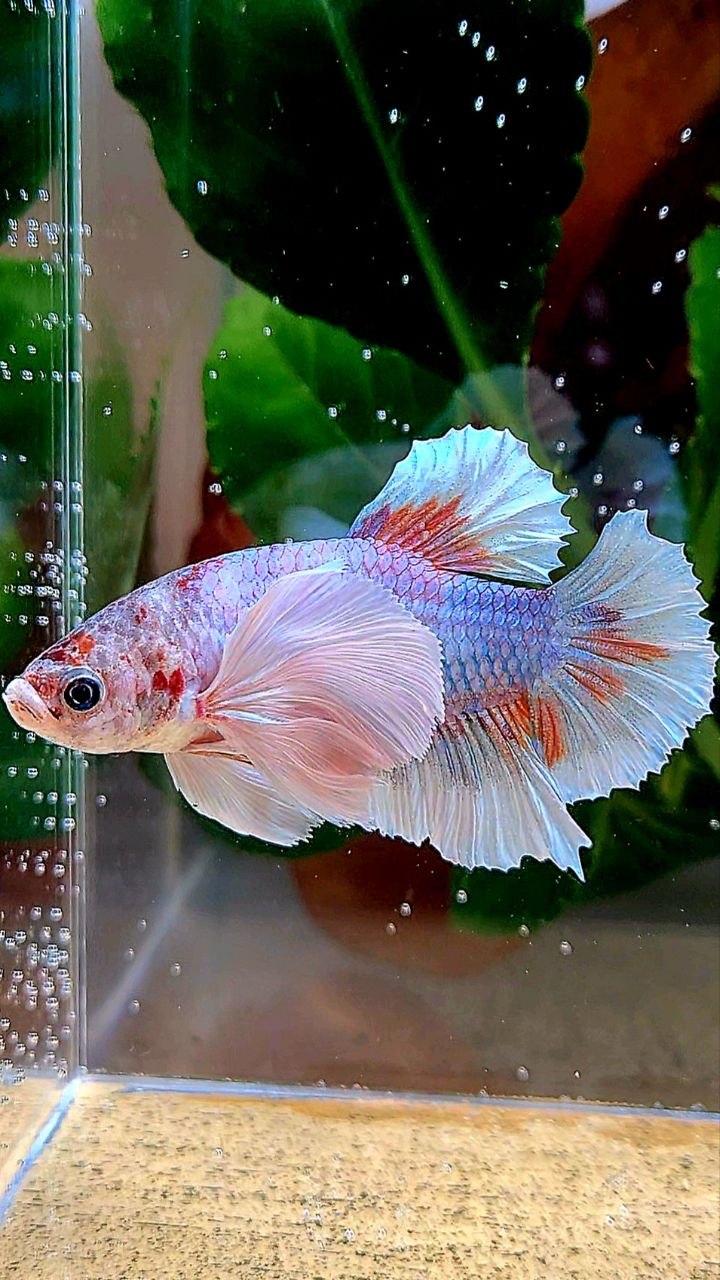 XL PLAKAT DUMBO EAR MULTICOLOR BETTA FISH