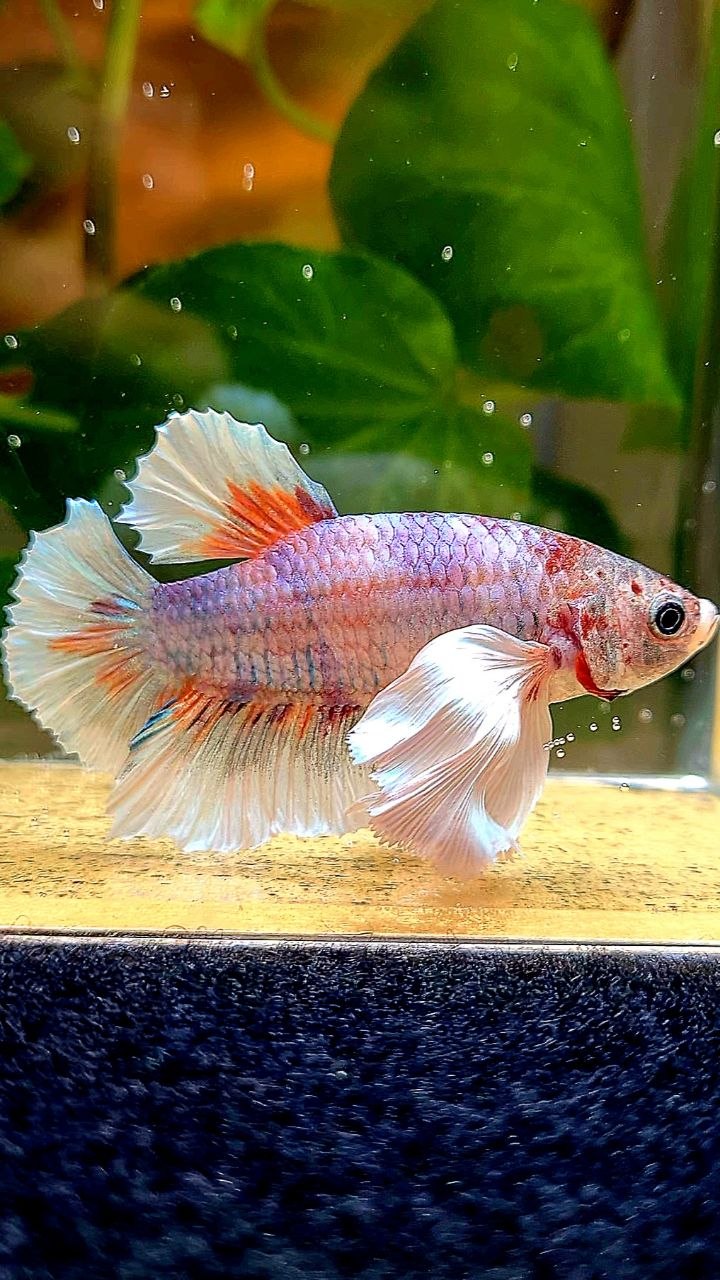 XL PLAKAT DUMBO EAR MULTICOLOR BETTA FISH