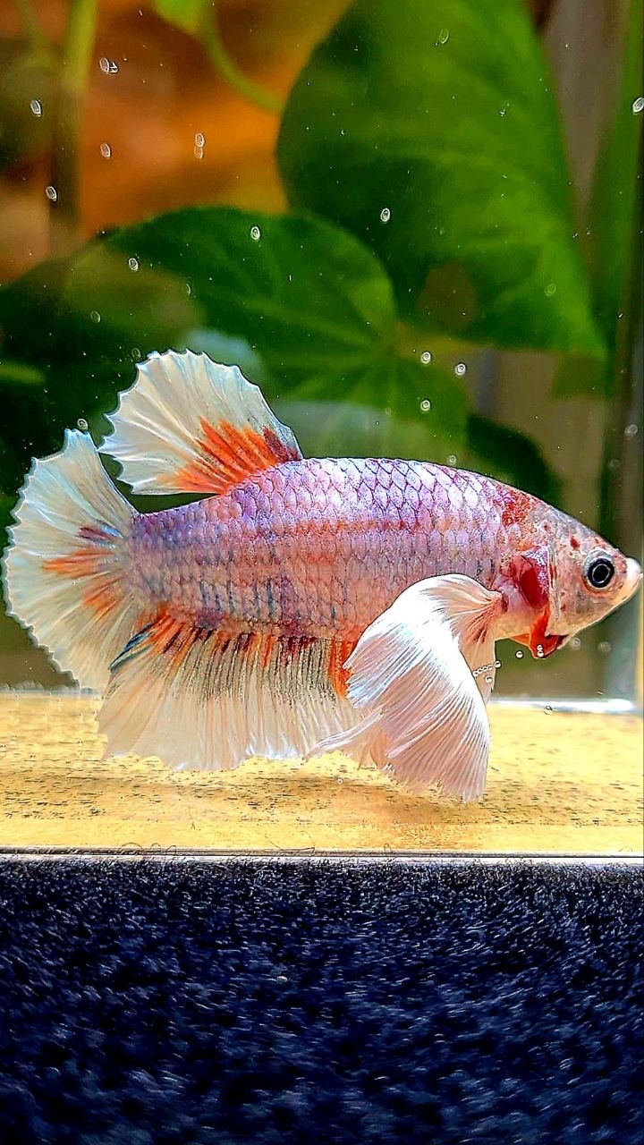 XL PLAKAT DUMBO EAR MULTICOLOR BETTA FISH