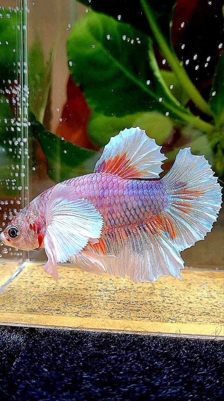 XL PLAKAT DUMBO EAR MULTICOLOR BETTA FISH