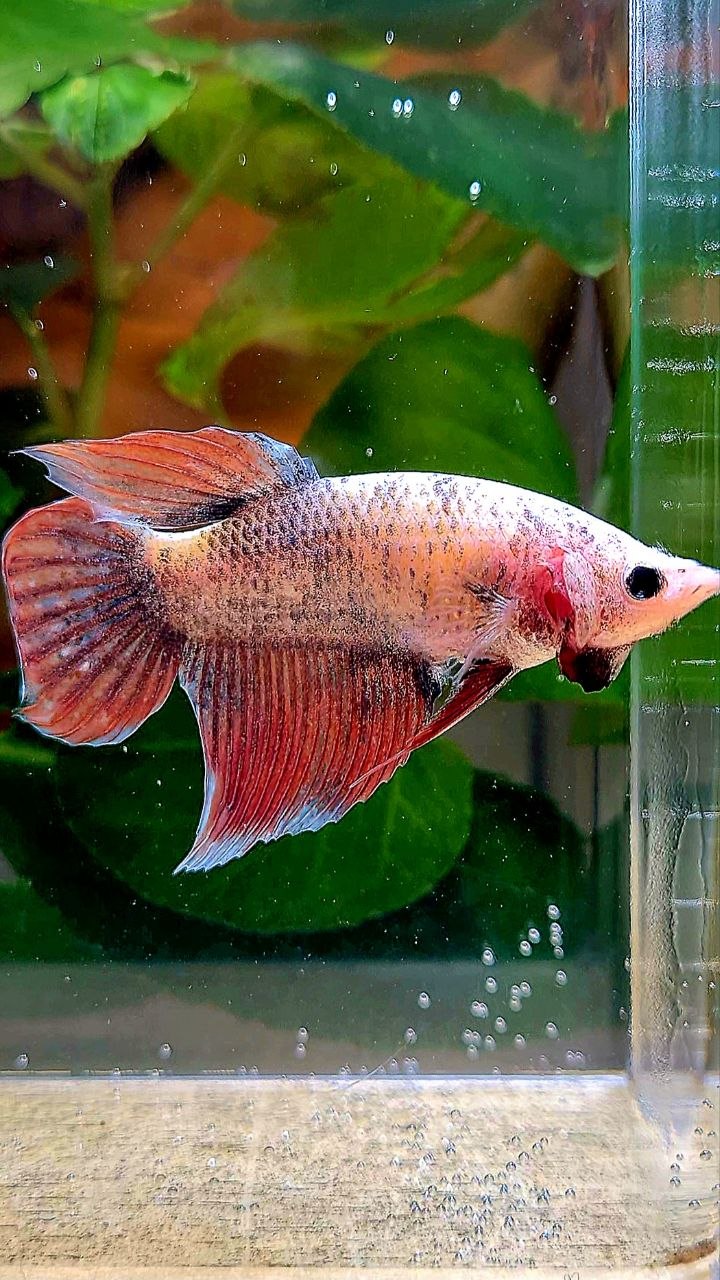 XL FEMALE VEILTAIL MASCOT BETTA FISH