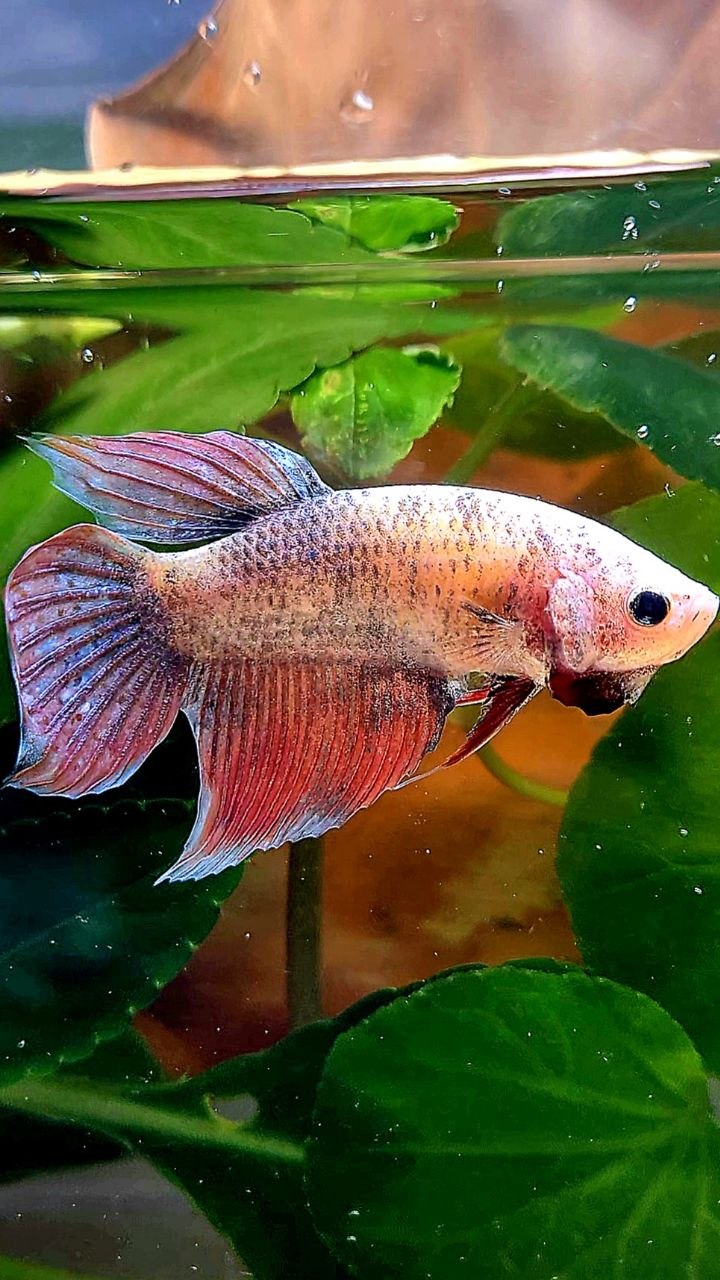 XL FEMALE VEILTAIL MASCOT BETTA FISH