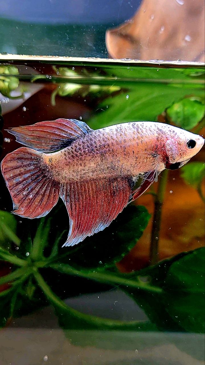 XL FEMALE VEILTAIL MASCOT BETTA FISH