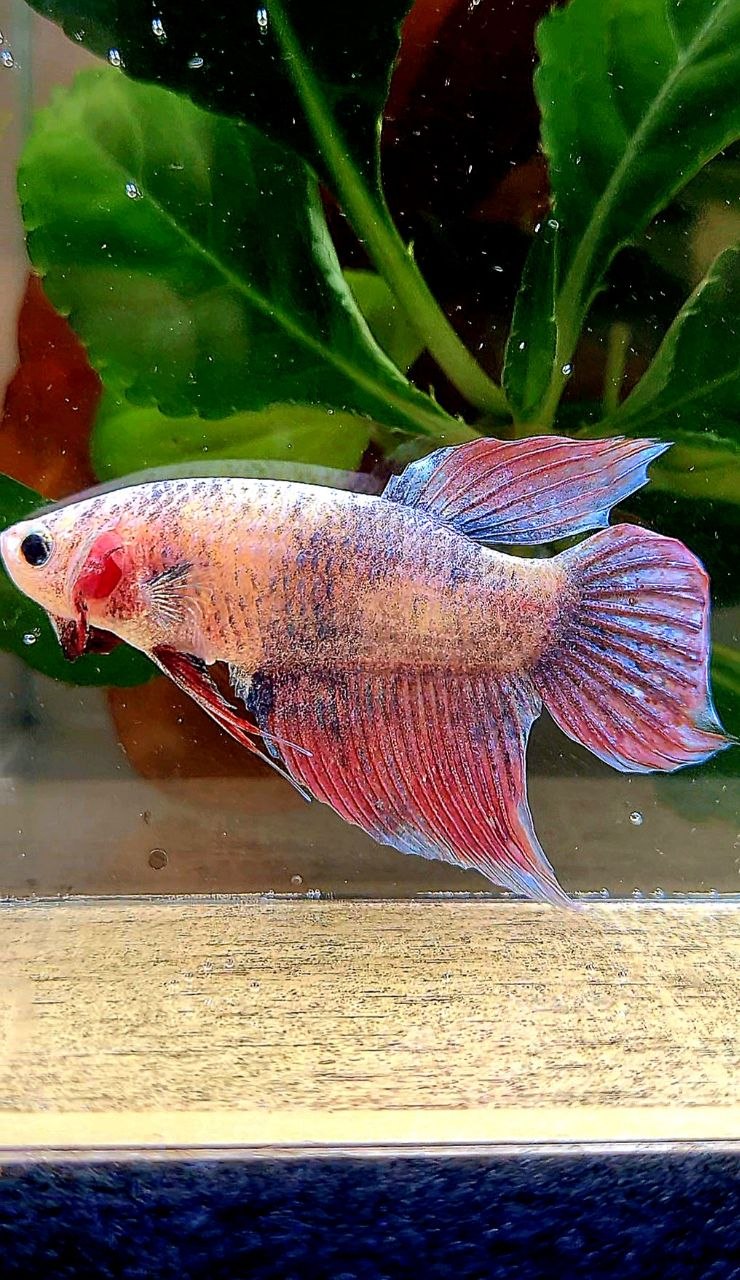 XL FEMALE VEILTAIL MASCOT BETTA FISH