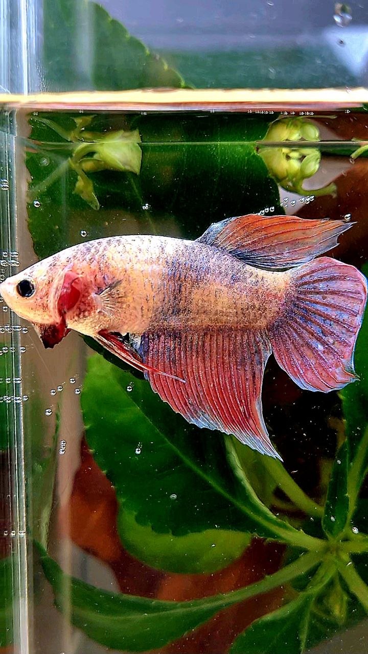 XL FEMALE VEILTAIL MASCOT BETTA FISH
