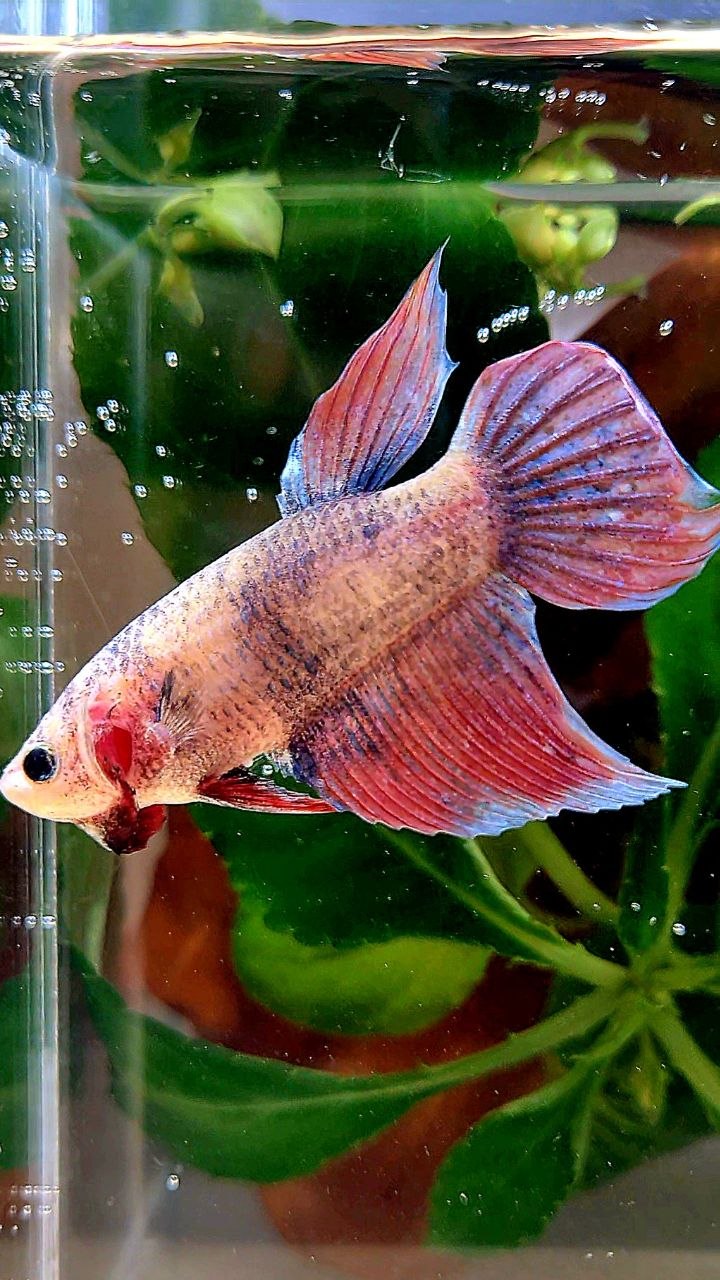 XL FEMALE VEILTAIL MASCOT BETTA FISH