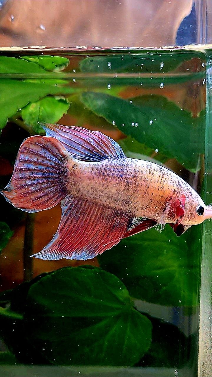 XL FEMALE VEILTAIL MASCOT BETTA FISH