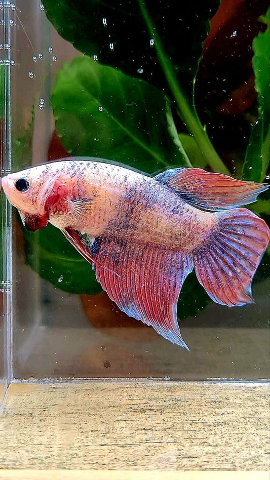 XL FEMALE VEILTAIL MASCOT BETTA FISH