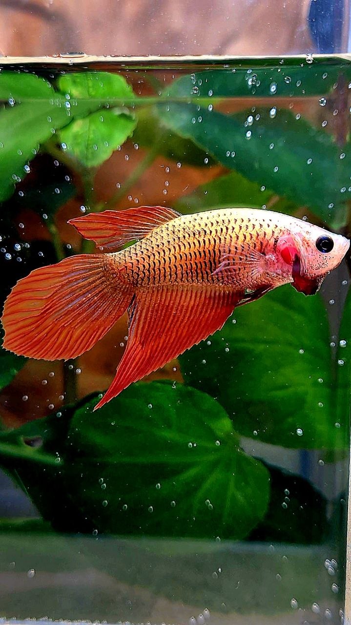 FEMALE VEILTAIL SUPER RED BETTA FISH