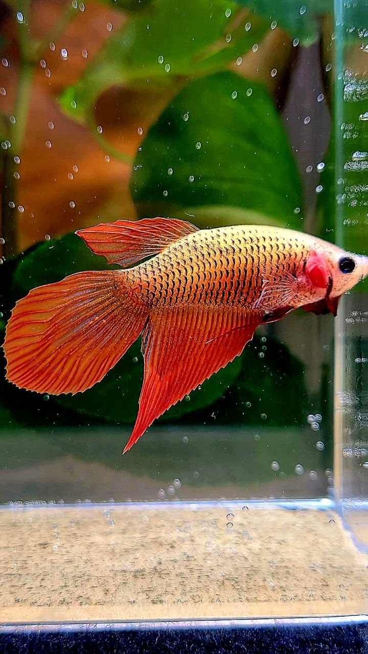 FEMALE VEILTAIL SUPER RED BETTA FISH