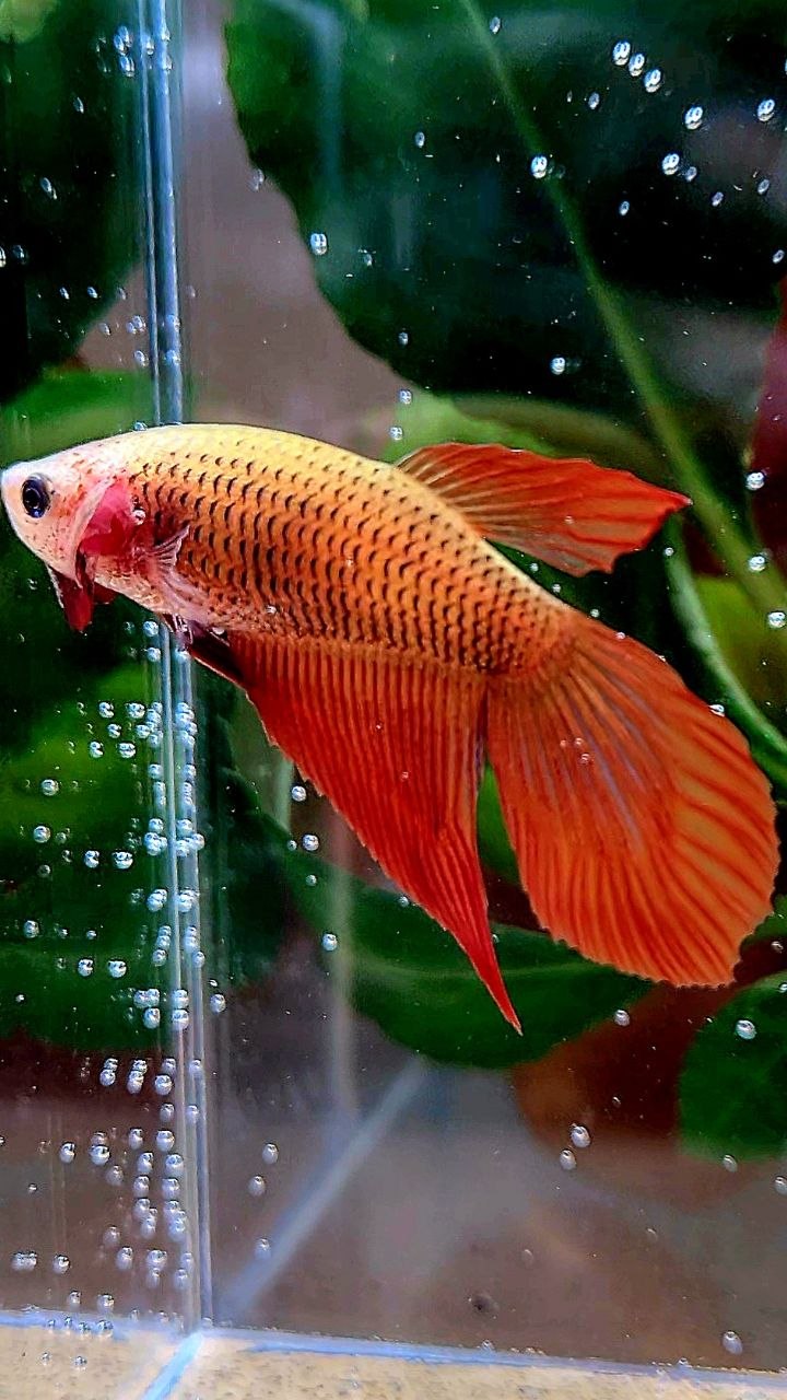 FEMALE VEILTAIL SUPER RED BETTA FISH