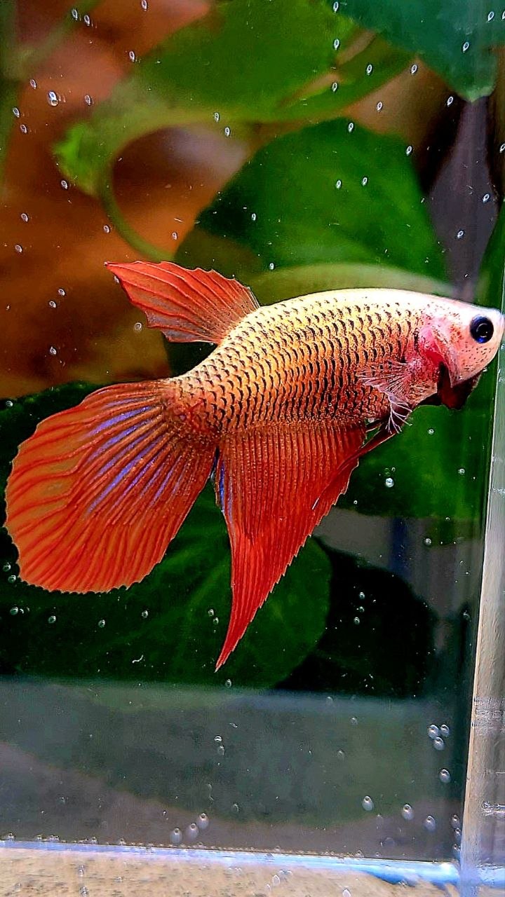 FEMALE VEILTAIL SUPER RED BETTA FISH