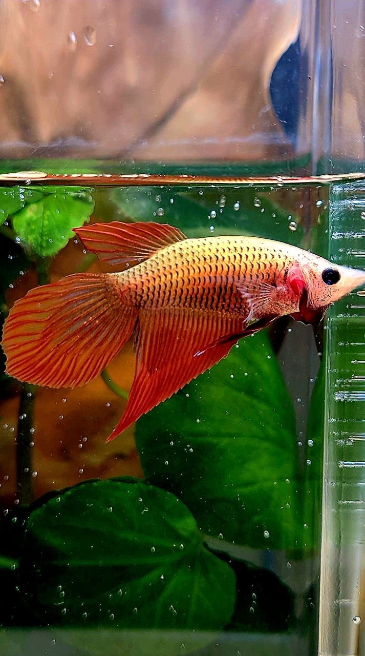 FEMALE VEILTAIL SUPER RED BETTA FISH