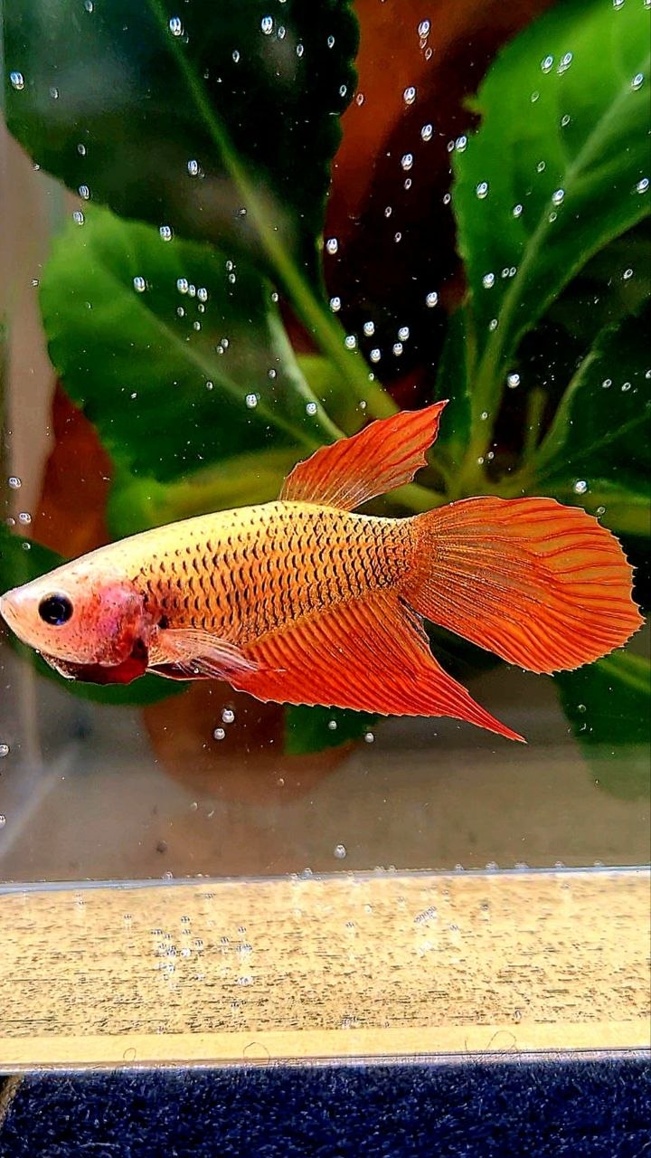 FEMALE VEILTAIL SUPER RED BETTA FISH