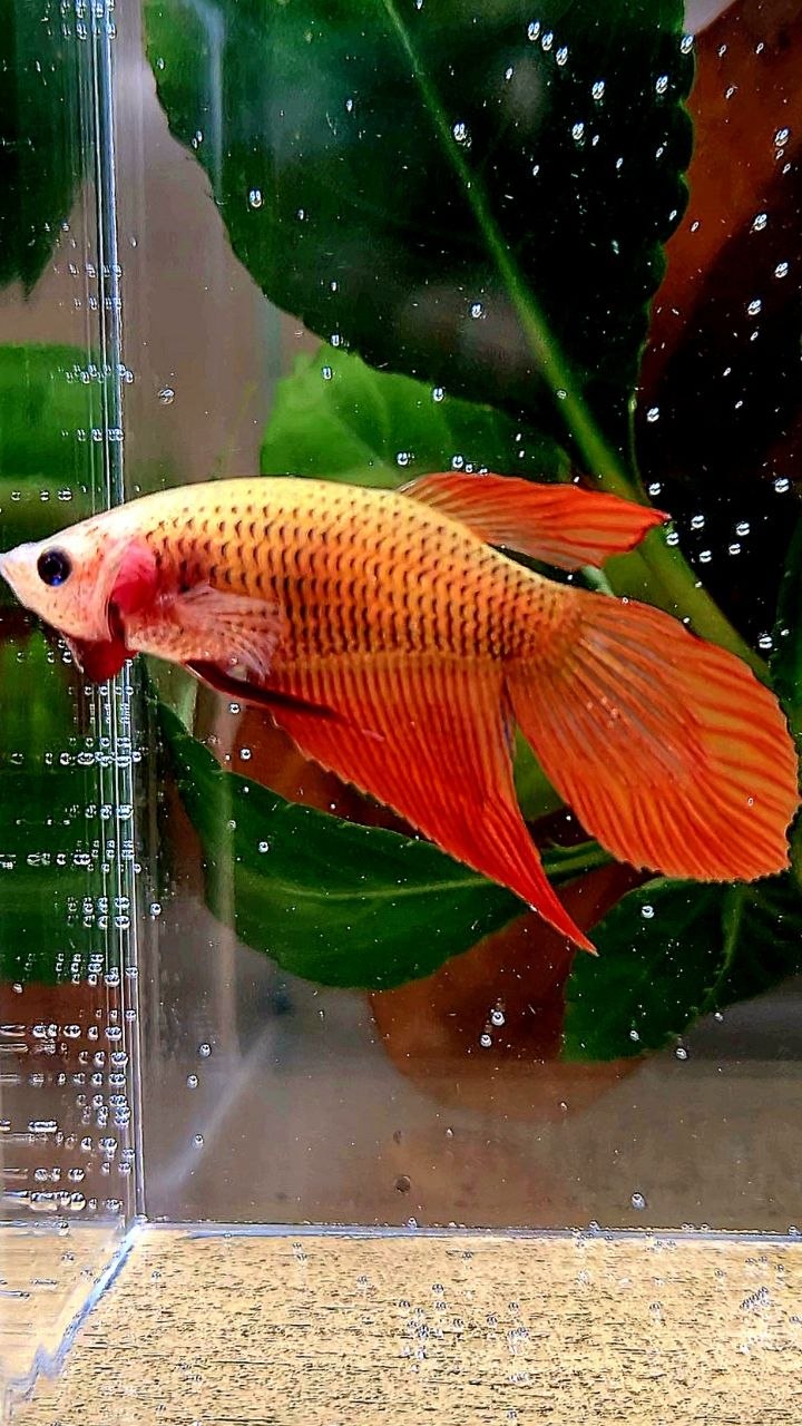 FEMALE VEILTAIL SUPER RED BETTA FISH