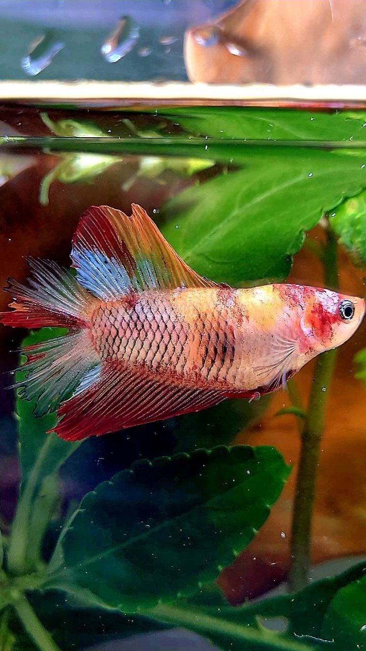 FEMALE HALFMOON DOUBLE TAIL KOI MULTICOLOR BETTA FISH
