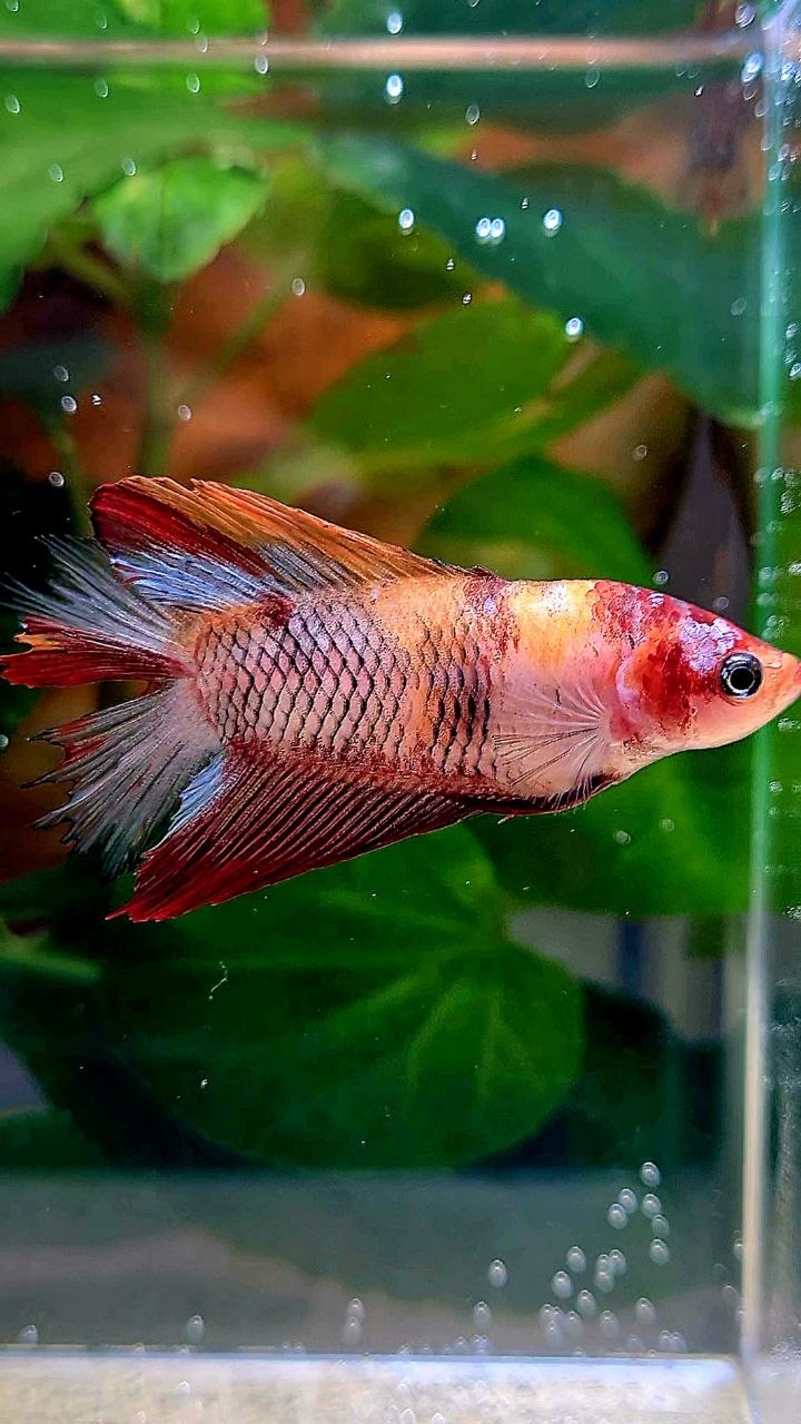 FEMALE HALFMOON DOUBLE TAIL KOI MULTICOLOR BETTA FISH