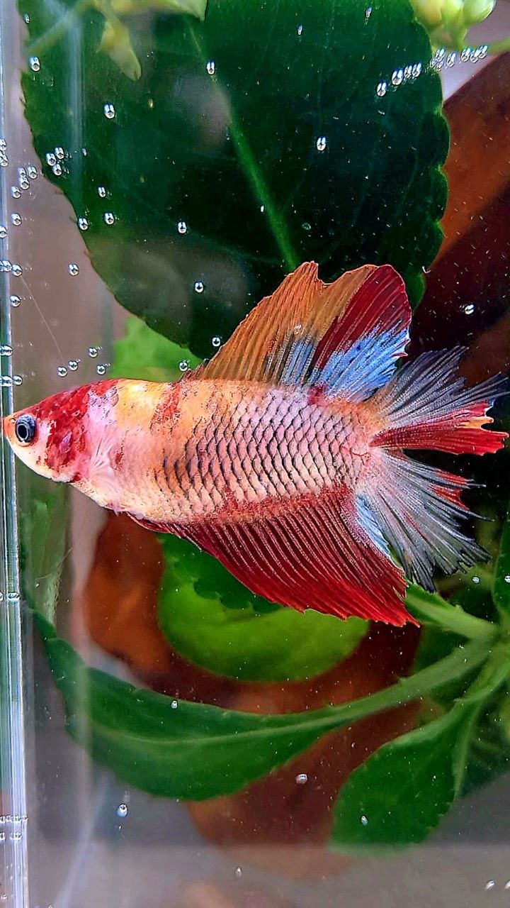 FEMALE HALFMOON DOUBLE TAIL KOI MULTICOLOR BETTA FISH