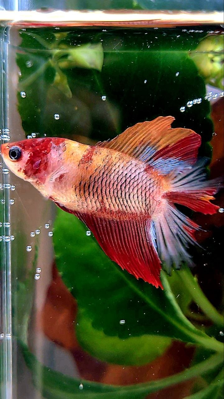 FEMALE HALFMOON DOUBLE TAIL KOI MULTICOLOR BETTA FISH
