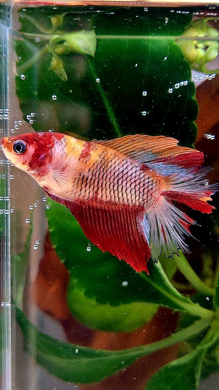 FEMALE HALFMOON DOUBLE TAIL KOI MULTICOLOR BETTA FISH