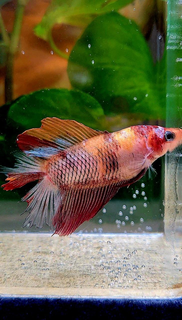 FEMALE HALFMOON DOUBLE TAIL KOI MULTICOLOR BETTA FISH