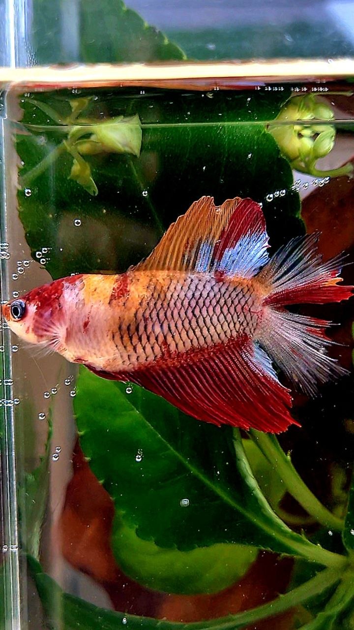 FEMALE HALFMOON DOUBLE TAIL KOI MULTICOLOR BETTA FISH