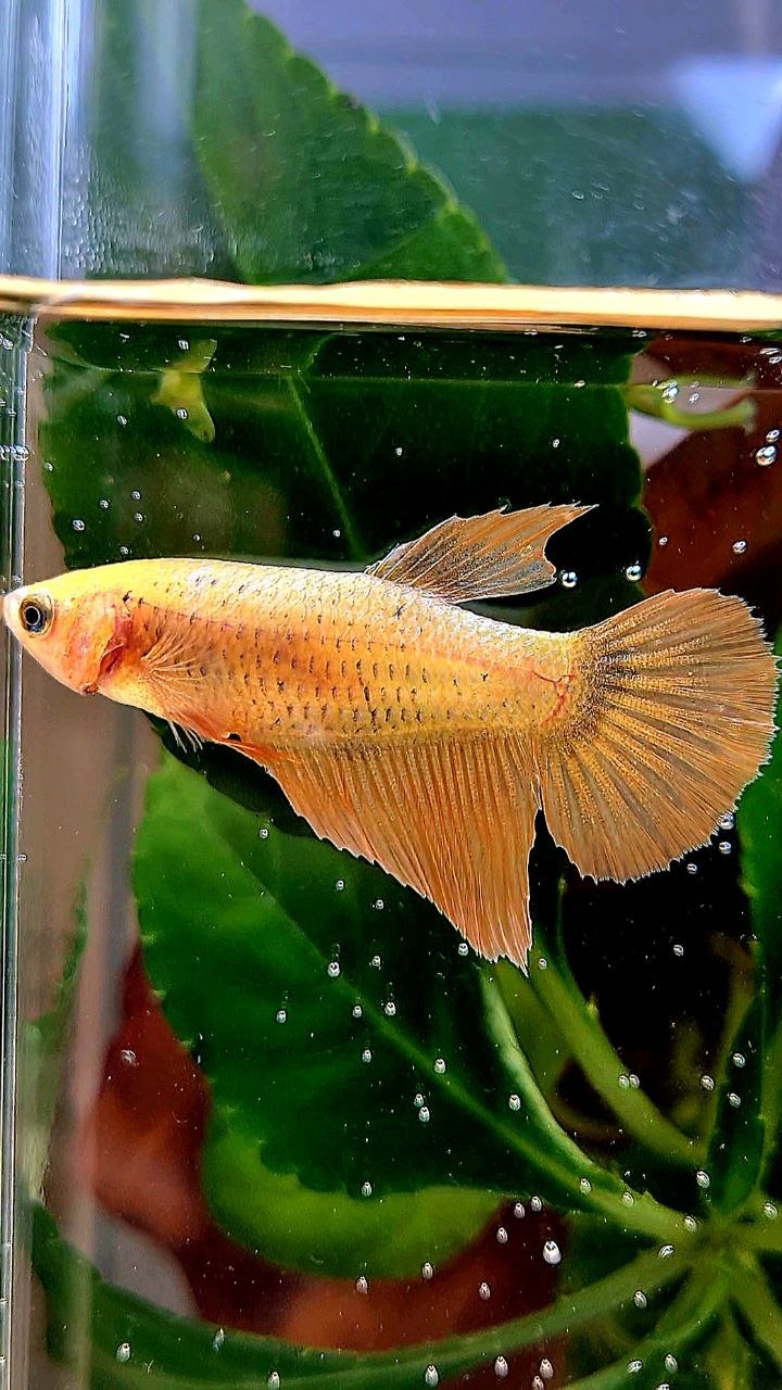 FEMALE HALFMOON GOLD COPPER WASH BETTA FISH