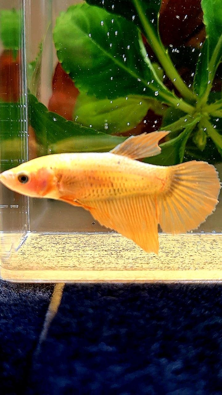FEMALE HALFMOON GOLD COPPER WASH BETTA FISH