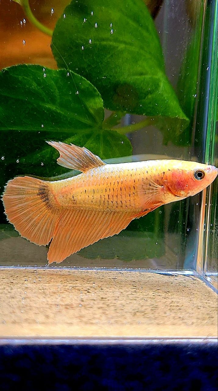 FEMALE HALFMOON GOLD COPPER WASH BETTA FISH