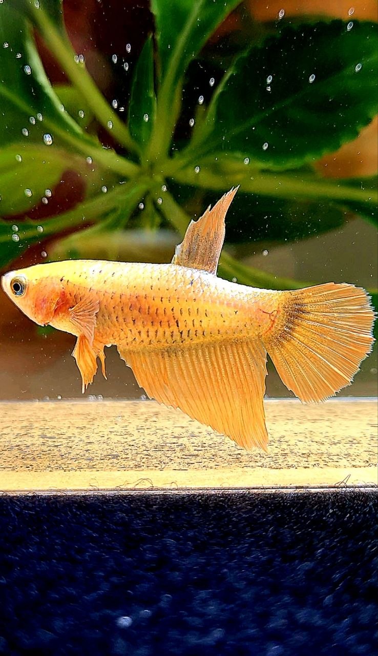 FEMALE HALFMOON GOLD COPPER WASH BETTA FISH
