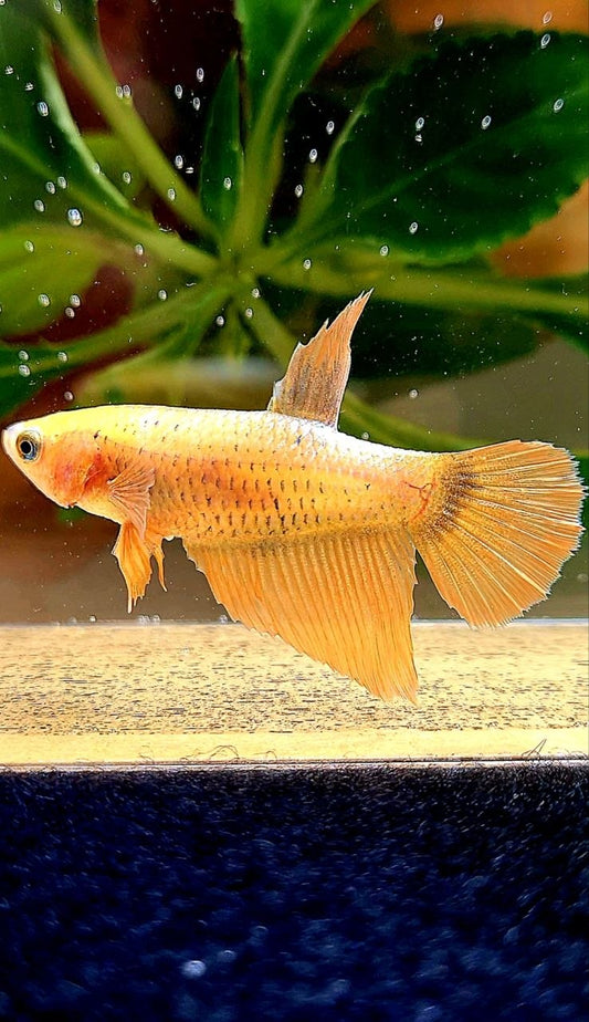 FEMALE HALFMOON GOLD COPPER WASH BETTA FISH