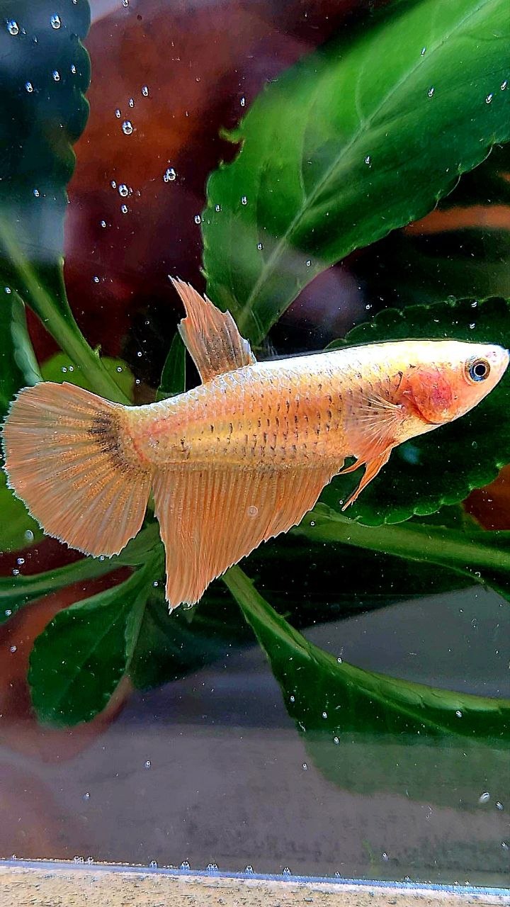 FEMALE HALFMOON GOLD COPPER WASH BETTA FISH
