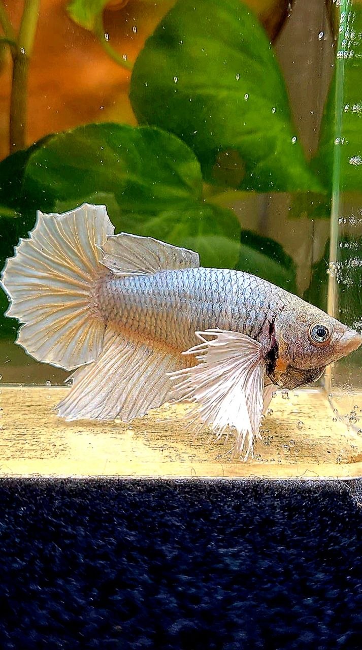 XXL FEMALE HALFMOON DUMBO EAR COPPER BETTA FISH