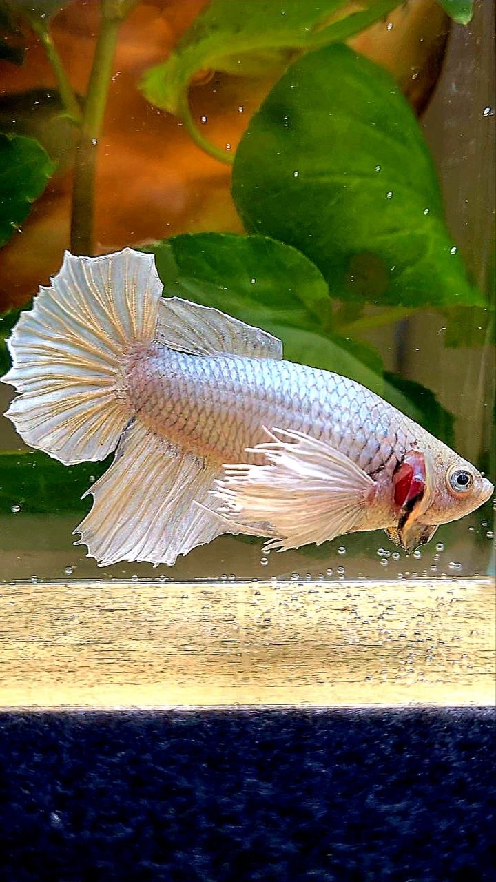 XXL FEMALE HALFMOON DUMBO EAR COPPER BETTA FISH