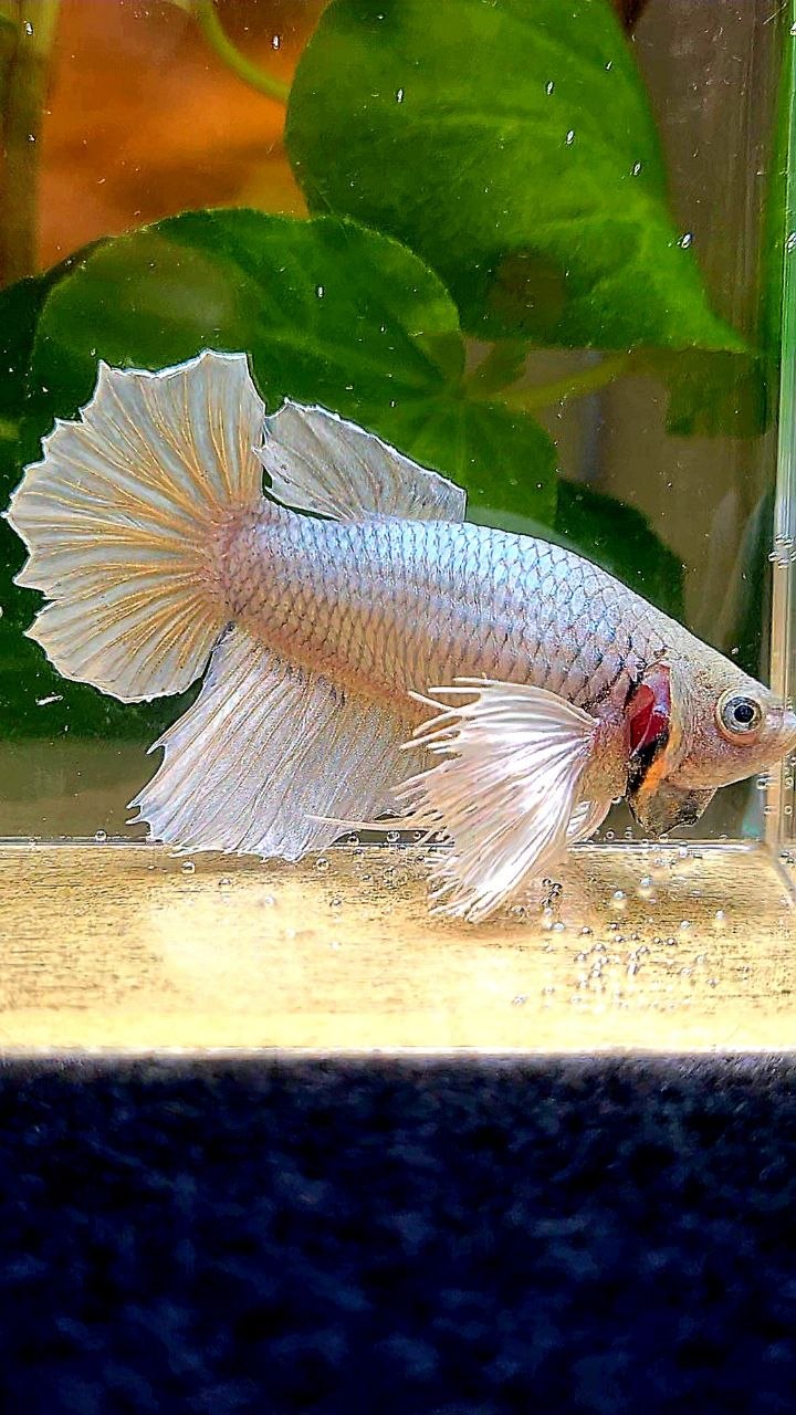 XXL FEMALE HALFMOON DUMBO EAR COPPER BETTA FISH