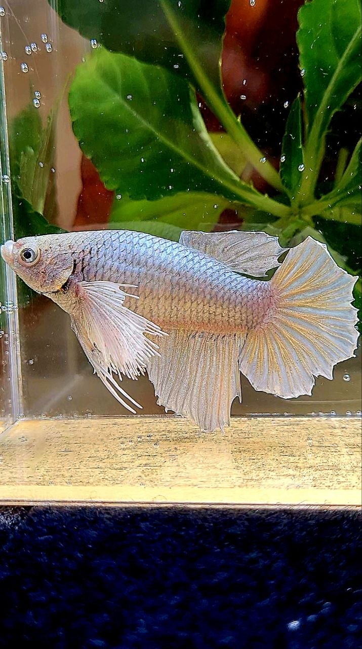 XXL FEMALE HALFMOON DUMBO EAR COPPER BETTA FISH
